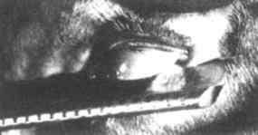 Der Schnitt mit dem Rasiermesser durch das Auge im Prolog von Bunuels und  Dalis Film <Un Chien Andalou>